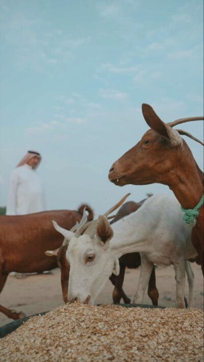 Sama Al-joud Feed Factory 